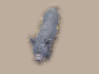Small Pot-bellied Pig